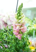 金魚草　花言葉　ずうずうしい