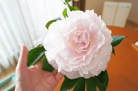 芍薬　かぐや姫