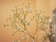 かすみ草　花言葉