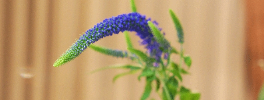 ベロニカ　花言葉