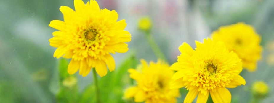 姫ひまわり　旭　花言葉