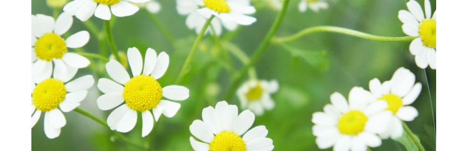 いろいろなお花の切り方