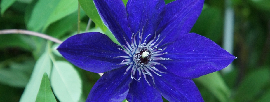 クレマチス　花言葉