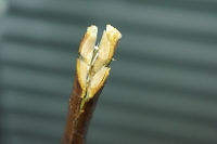 枝物の水揚げ方法