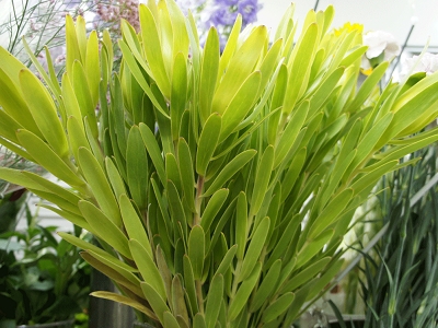 リューカデンドロン