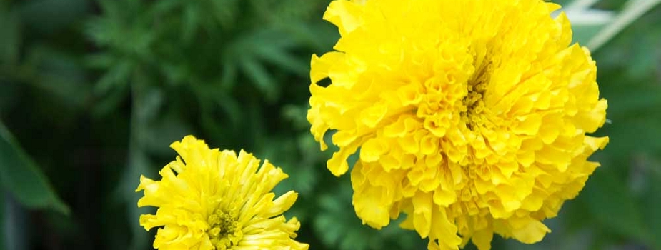 マリーゴールド 花言葉