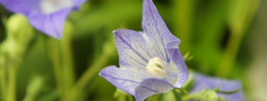 桔梗　キキョウ　花言葉