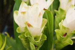 クルクマ　花言葉