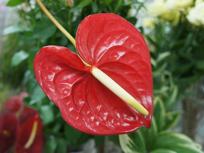 アンスリウム 花言葉