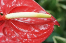 アンスリウム 花言葉