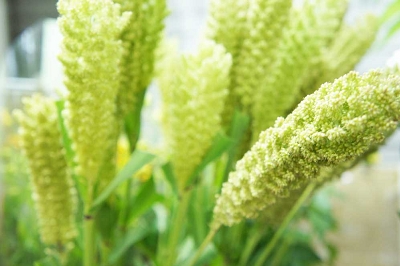 粟　あわ　花言葉