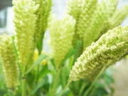 粟　あわ　アワ　花言葉　雑穀　ことわざ　生命力　調和　東アジア　縄文時代　遺跡　発掘　お米　栽培