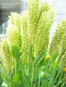 粟　アワ　花言葉　雑穀　ことわざ　濡れ手に粟　