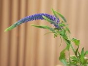 ベロニカ　花言葉　名誉　忠実　胡麻葉草（ごまのはぐさ）科　るりのとらのお　