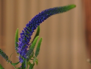 ベロニカ　花言葉　キリスト教　聖女の名前　誠実な女性