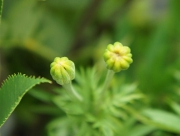 マリーゴールド　蕾　花言葉　聖母マリアの黄金　黄色　オレンジ　赤　暖色系　