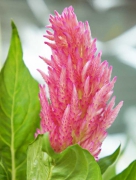 鶏頭　槍鶏頭　ケイトウ　花言葉　鶏のとさか　