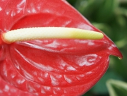 アンスリウム　オバケ　サタン　花言葉