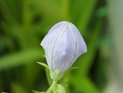 桔梗　キキョウ　ききょう　花言葉　清楚　気品　風船　生薬　サポニン　平安時代　万葉集　あさがお