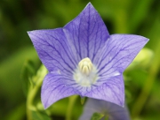 桔梗　キキョウ　ききょう　花言葉　家紋　明智光秀　小田信長　豊臣秀吉　裏切り者の家紋