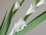 グラジオラス　花言葉　気品　