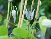 クレマチス　花弁　萼　花びら　雄しべ　雌しべ　虫を呼ぶ役割　