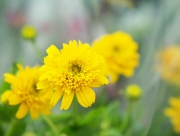 姫ひまわりを長く楽しむたのに　花言葉　旭　