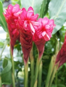 レッドジンジャー　花言葉　赤い苞