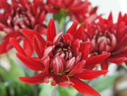 ダリア 熱唱 花言葉 フランス革命 花言葉 移り気 不安定