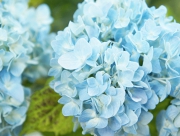 あじさい　紫陽花　花言葉　ハイドランジア　ひたむきな愛情　元気な女性　移り気　こころ変わり　