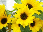 ひまわり　花言葉　向日葵　わたしの目はあなただけを見つめる　北アメリカ　ヘリアンサス　太陽　ロシアの国花　夏の季語