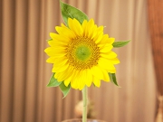 ひまわり　花言葉　向日葵　サンリッチ・フレッシュオレンジ