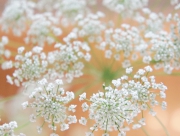 レースフラワー　花言葉　上品　清楚　