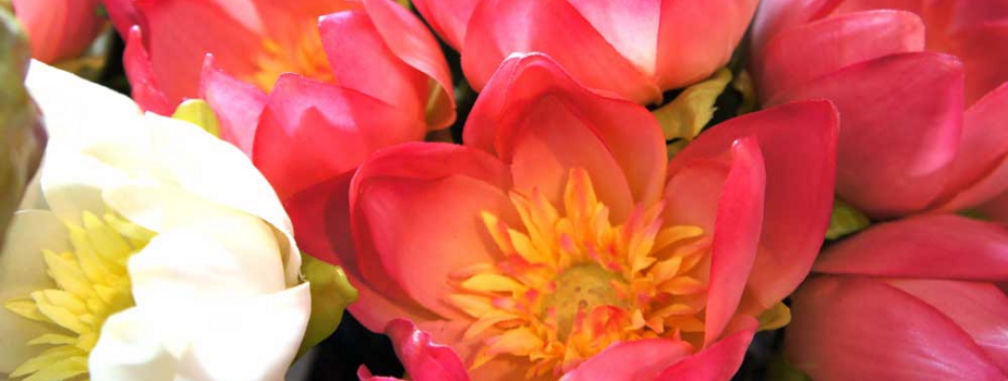 蓮　ハス　　花言葉