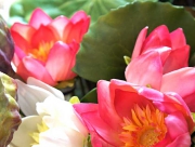 蓮　ハス　蓮台　レンダイ　蓮の実　花言葉